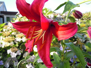 DSCN1454