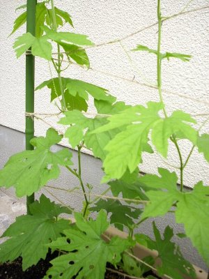green1