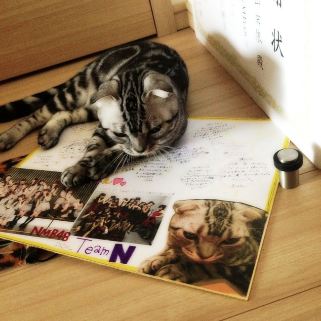 imc_333e147274a57b28529602bc50bb788937f4ad60