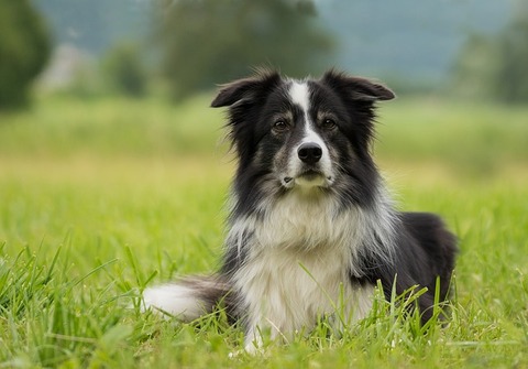 border-collie-2184706_640