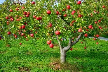りんご畑ーイメージ写真