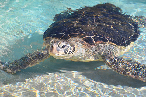 【訃報】浅虫水族館「アオウミガメ」行方不明事件、カメが無残な姿で発見される…（画像あり）