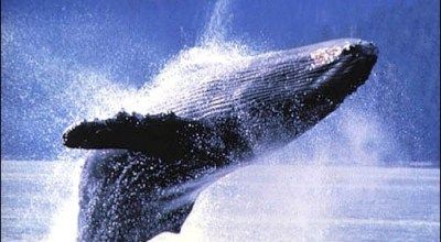 51b8c9d9fe5207b1a66f4cf35cba52c4