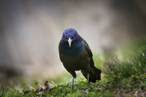 a-brutal-raven