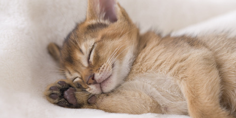 o-CAT-facebook