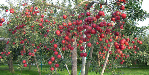 top_img_apple