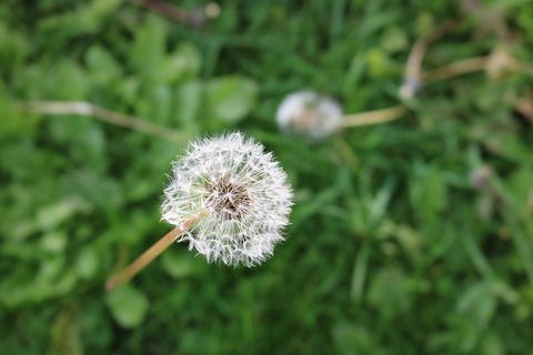 dandelion-1892991_640