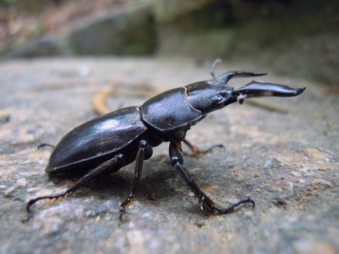 stag-beetle-830371_640