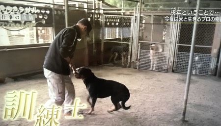 nhk-professional-dog-trainernakamura2