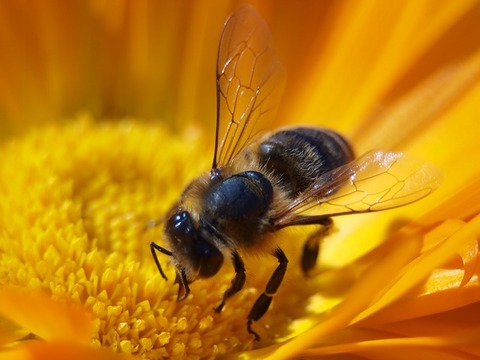 bee-627558_640