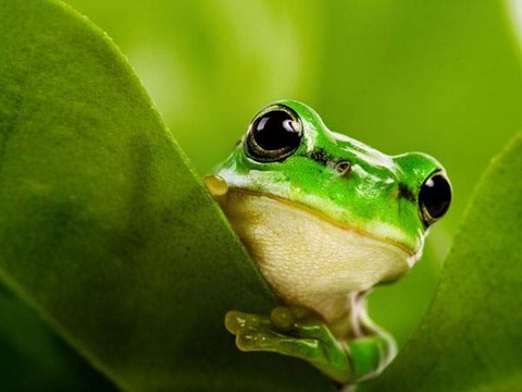 wallpaper-frog-photo-12