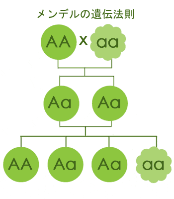 ae