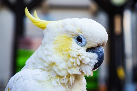parrot-2509677_640