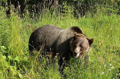 grizzly-1180556_960_720