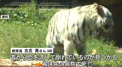 ホワイトタイガー