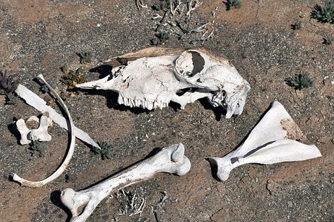 bones-3670740__340