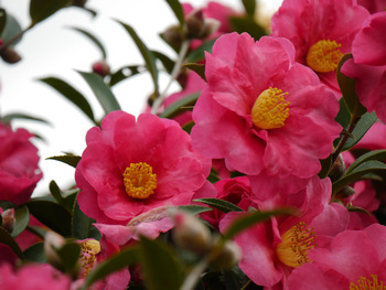サザンカ化の花満開