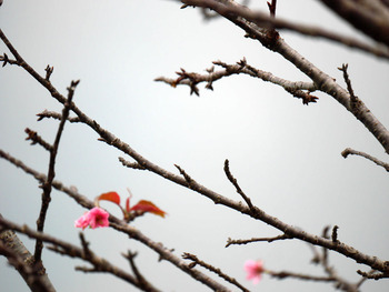 桜の花NO1