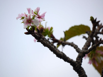 桜の花NO4