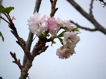 桜の花NO5