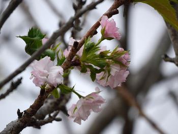 桜の花NO7