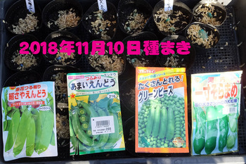 11月10日種まき