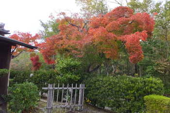7.ここの紅葉が一番きれいでした。