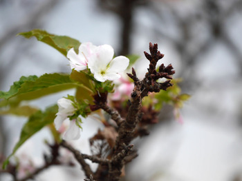 桜の花NO2