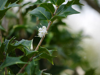 柊(ひいらぎ)の花小さくて可憐