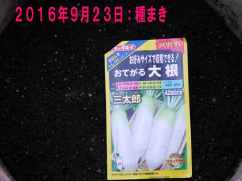 三太郎大根9月23日種まき