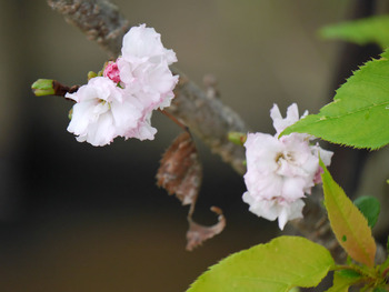 桜の花NO6