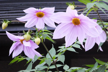 皇帝ダリヤの花