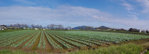 キャベツ畑パノラマ