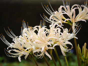曼珠沙華・・・白花