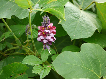 クズの花