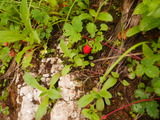 P1160897