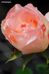 1e5331d7.jpg