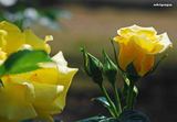 9353efa9.jpg