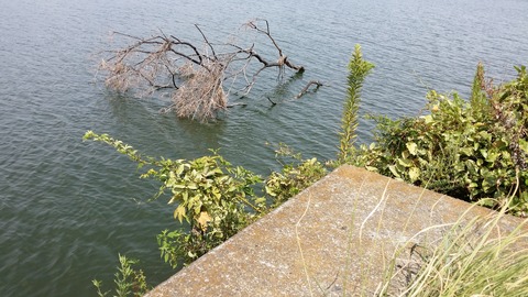 和歌山市加納浄水場付近の倒木