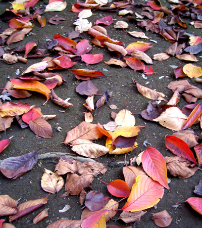 sakura autum