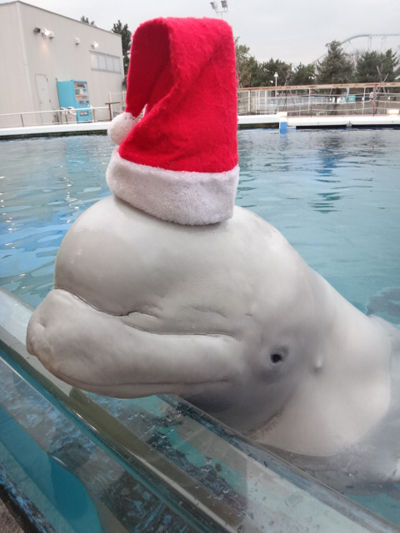 シロイルカクリスマス