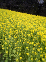 浜離宮菜の花.jpg