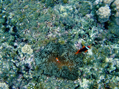 haterumabeach-fish2