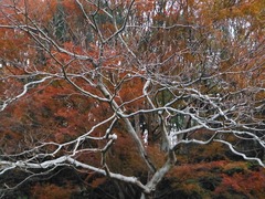 DSCF5857