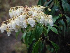 DSCF1992