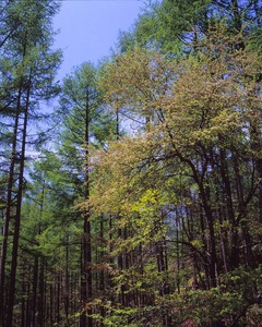 入笠山麓の新緑