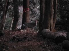 DSCF1434