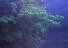 南房総_丹生ダム 日の出前