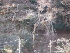 DSCF6254