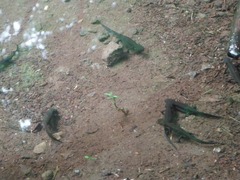 DSCF0613